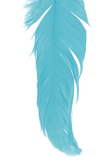 parrot feather color blue green turquoise on isolated white background