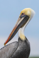 portrait of a pelican