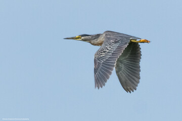 aves es estado natural y salvaje