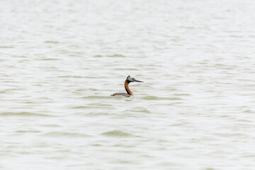aves es estado natural y salvaje