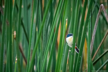 aves es estado natural y salvaje