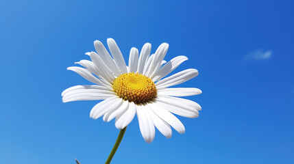 A single white daisy flower blooms proudly against a clear blue sky, a symbol of simplicity and nature's beauty.