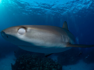 Fototapeta premium Shark