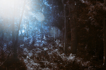 Various species of trees are lush along the hiking trails.