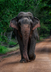 A Sri Lankan elephant taking a leisurely walk.