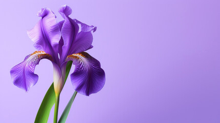 An elegant purple iris flower stands out with its delicate petals against a minimalist purple background, symbolizing grace and beauty.