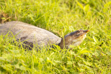 A softshell turtle crawling through the grass in Sarasota, Florida