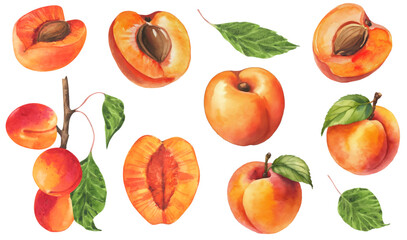 Set hand drawn peach watercolor painting on white background. Vector illustration of fruit apricot - obrazy, fototapety, plakaty