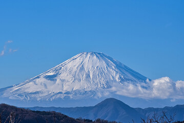 新春の富士山（神奈川県・吾妻山公園）2