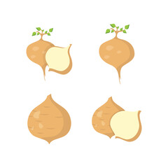 jicama graphic design vector