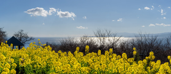 満開の菜の花と春の陽に輝く相模湾