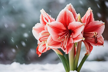 Abstract snow backdrop with amaryllis bloom. Captivating winter floral image in serene setting. Ideal for diverse designs.