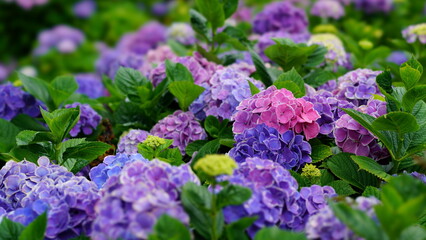 Asisai, japanese colorful flowers in the garden