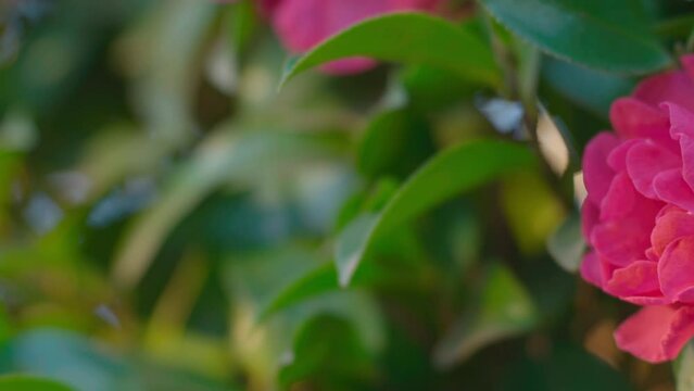 Tokyo, Japan - January 8, 2024:  Closeup of Camellia sasanqua flower