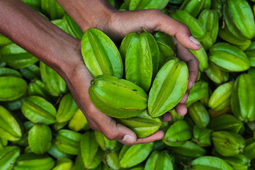 Holding some Green Carambola or star fruits  in a hand 