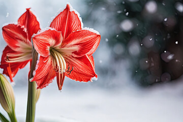 Abstract snow backdrop with amaryllis bloom. Captivating winter floral image in serene setting. Ideal for diverse designs.