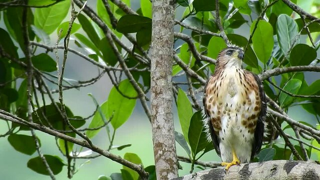 a crested goshawk chick with white feathers that are starting to turn brown is perched on a branch