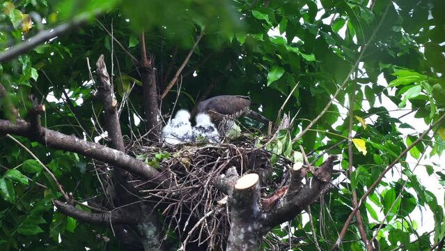 white -feathered baby crested goshawk eagles are standing being fed by their mother