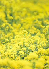 	菜の花畑｜縦構図