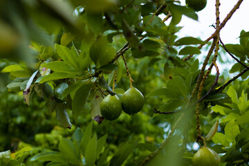 Two fresh avocados, glistening with raindrops after a refreshing shower, embodying the pure essence of nature's touch on these vibrant green treasures. 