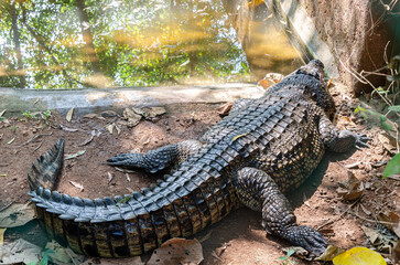 Obraz premium Large crocodile besides a pond