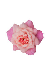 pink rose isolated on white