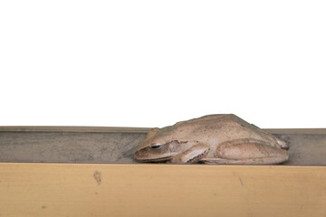 Tree frog on a wooden beam