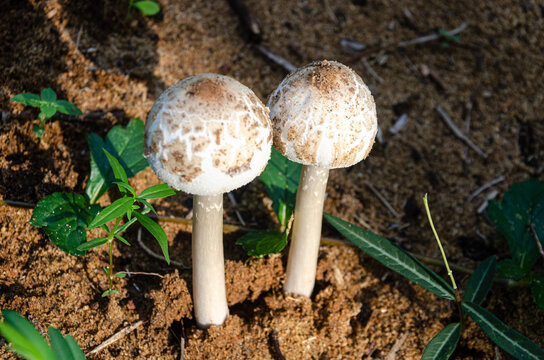 Chlorophyllum molybdites mushrooms