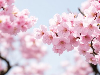 Cherry Blossom Sakura in Full Bloom