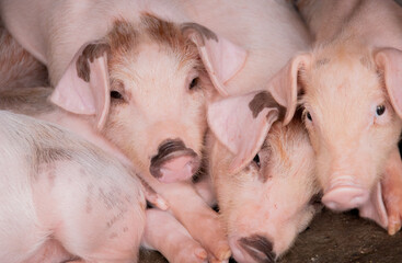 piglets in a farm