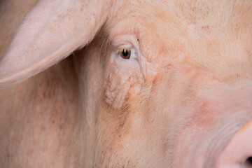 Close-up of a pig's eyes