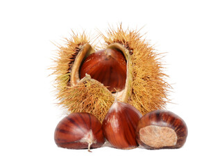 chestnuts isolated for background