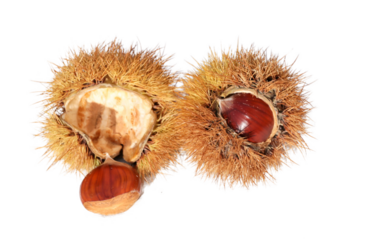  chestnuts two isolated for background top view
