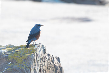 Blue Rockthrush male