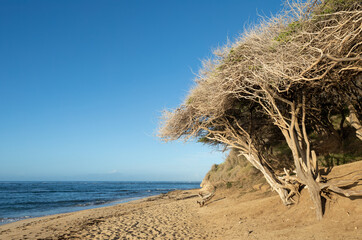 Ocean and Sand with a Dry Tree Growing in Hawaii.