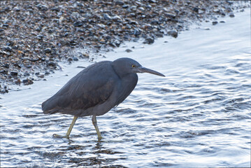Reef Heron black type