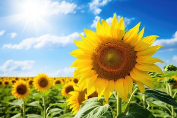 sunflowers in the field on a sunny day. AI generative