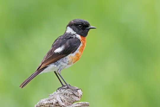 A male African stonechat (Saxicola torquatus) perched on a branch, South Africa.