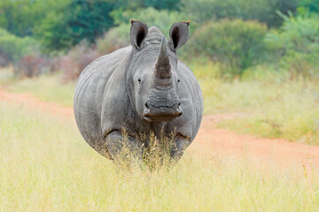 Endangered white rhinoceros (Ceratotherium simum) in natural habitat, South Africa.