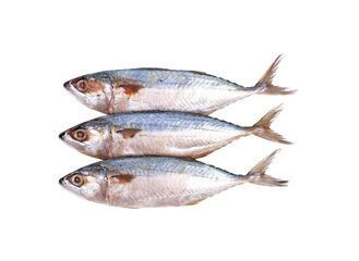 Fresh mackerel transparent png