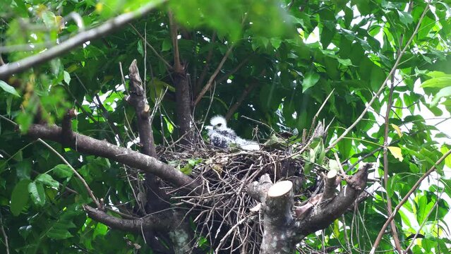 a crested goshawk eagle chick with  white feathers is sheltering from the rain under the leaves above its nest