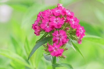 A blooming branch of crimson-colored Turkish carnation on a high stem.