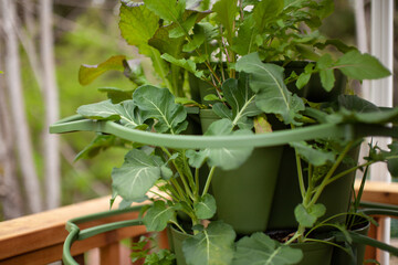 Healthy looking broccoli and lettuce plants fill a vertical gardening tower on a patio or deck....