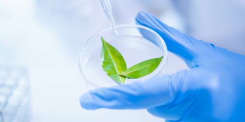 Female scientist working plant biology biotechnology research agriculture experiment laboratory...