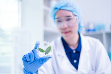 Fototapeta premium Female scientist working plant biology biotechnology research agriculture experiment laboratory test, hand holding growth eco organic nature green leaf botany herb medicine on petri dish scientific
