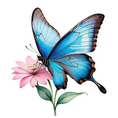 Watercolor Clipart Beautiful Blue Morpho Butterfly on Pink Flower