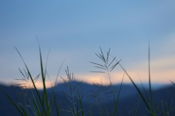 Obraz na płótnie Canvas reeds at sunset