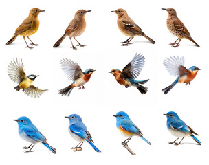 set of birds isolate on transparency background png 