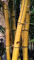 Golden Bamboos Grown in a Nursery Outdoor Photo Shoot 2