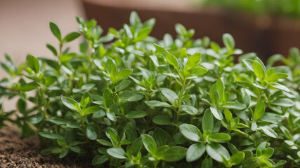Fototapeta premium Herbs in a garden, Thyme plant leaves, Medicine plant wallpaper, Garden thyme leaves - Latin name - Thymus vulgaris, Thyme plant growing in the herb garden